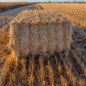 Twine