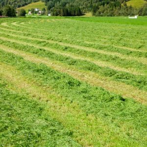 Inoculant